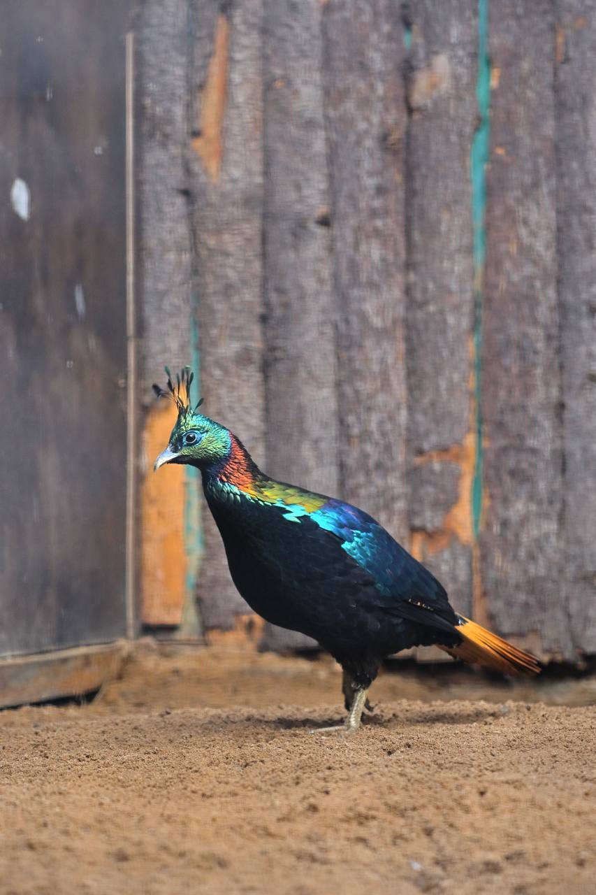 Пополнение в Ленинградском зоопарке: прибыли яркие гималайские моналы