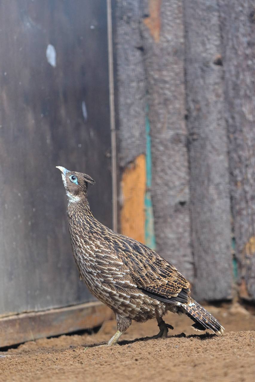Пополнение в Ленинградском зоопарке: прибыли яркие гималайские моналы