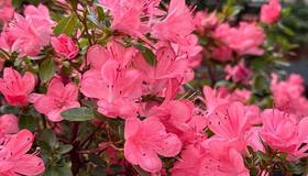 В Ботаническом саду Петра Великого распустились яркие азалии — настоящая зимняя экзотика