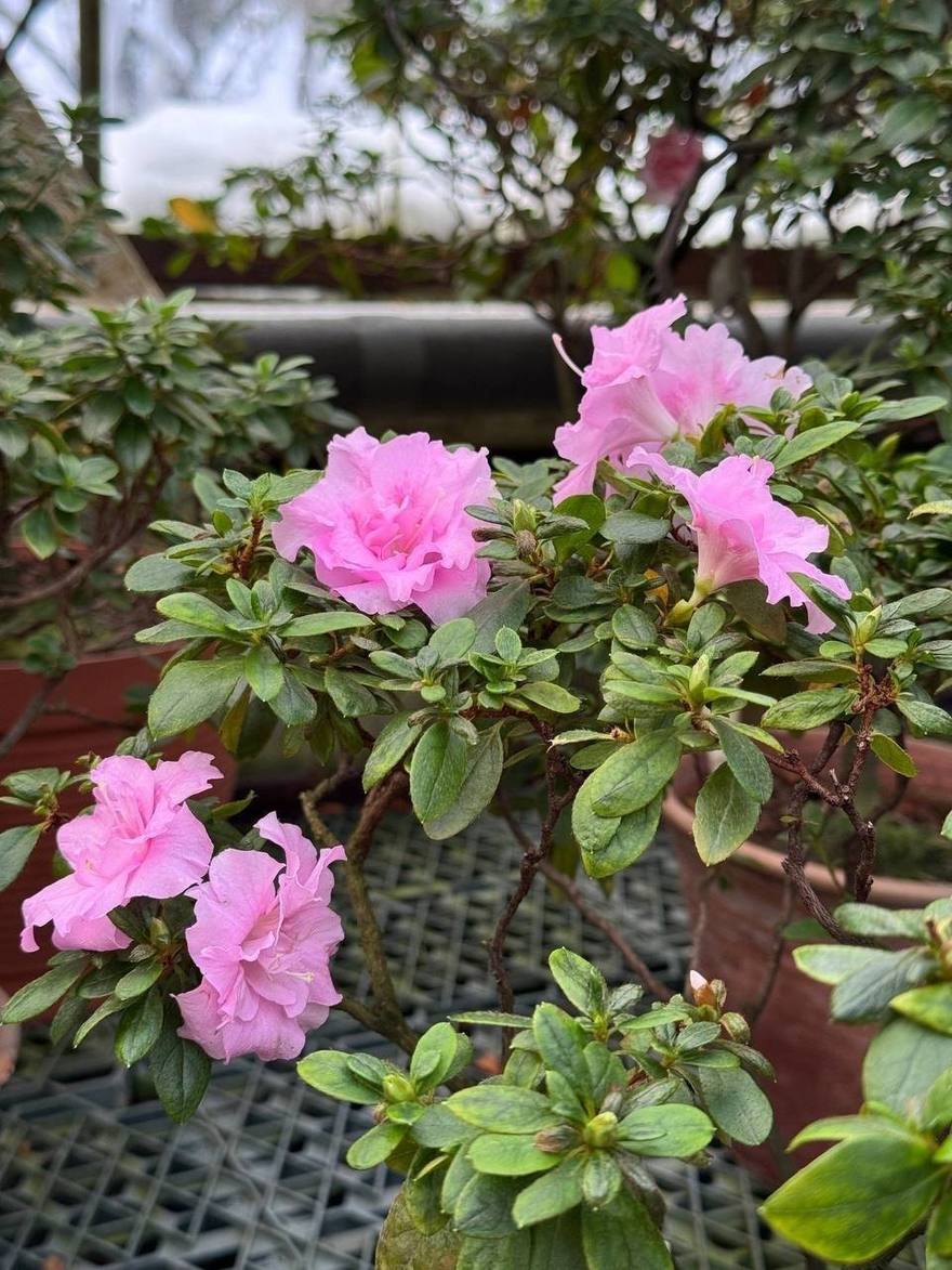 В Ботаническом саду Петра Великого распустились яркие азалии — настоящая зимняя экзотика