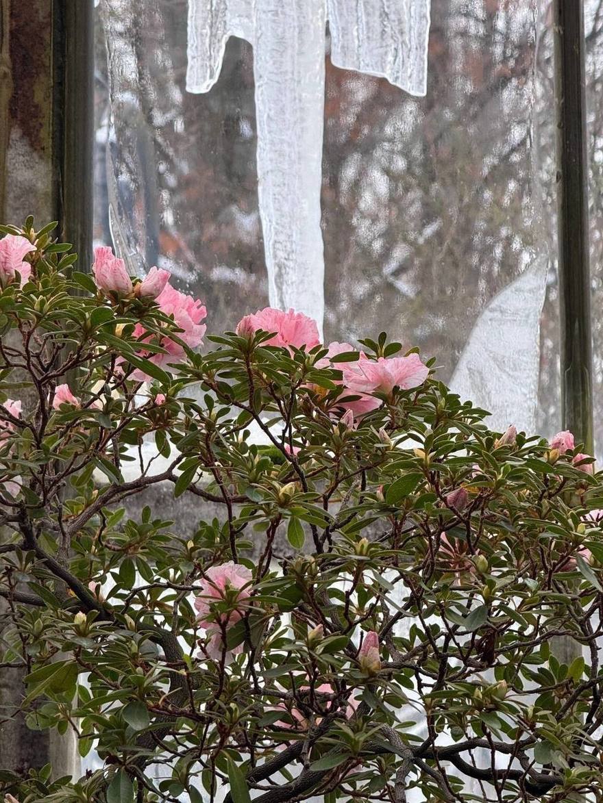 В Ботаническом саду Петра Великого распустились яркие азалии — настоящая зимняя экзотика