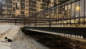 Армия снежных уточек захватила один из петербургских дворов.