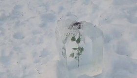 В Шуваловском парке обнаружили закованную в лёд алую розу 
