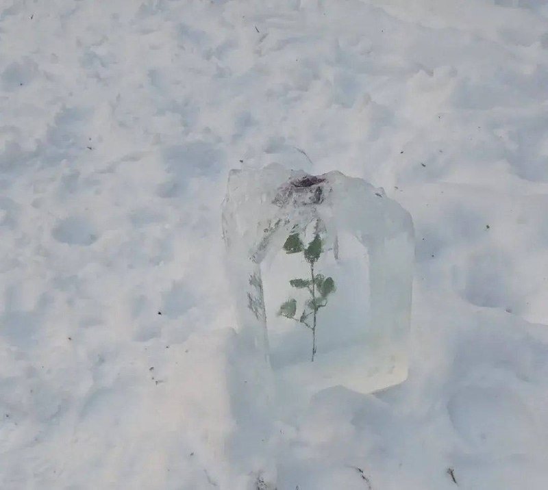 В Шуваловском парке обнаружили закованную в лёд алую розу 