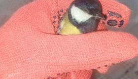 60 птиц и котиков спасли волонтёры «КошкиСпаса» за январь 2026 года.