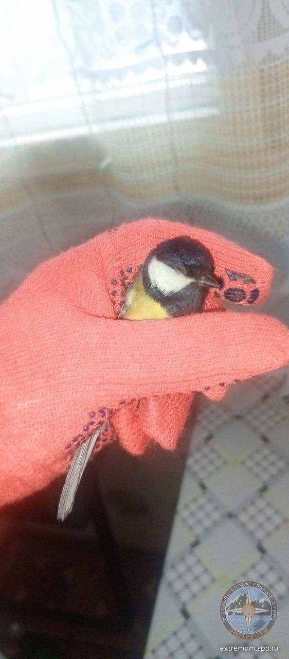 60 птиц и котиков спасли волонтёры «КошкиСпаса» за январь 2026 года.