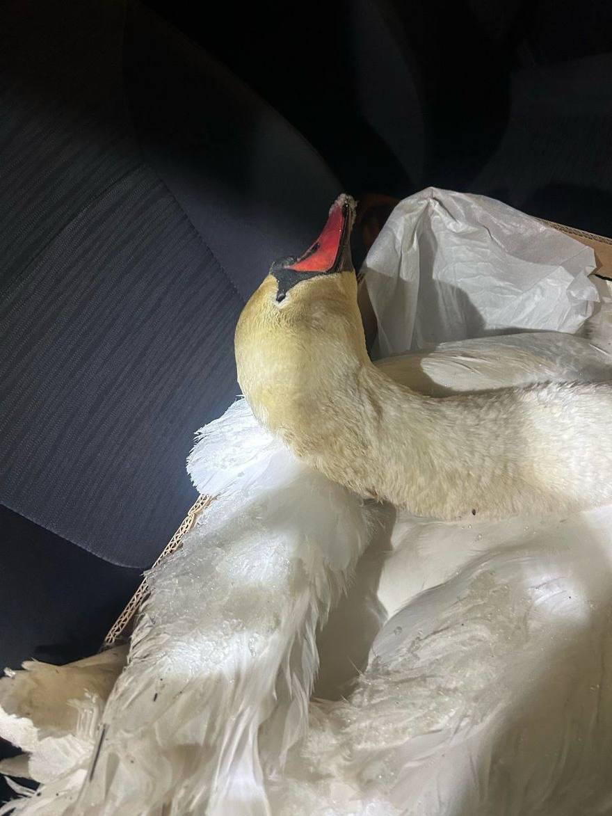 60 птиц и котиков спасли волонтёры «КошкиСпаса» за январь 2026 года.