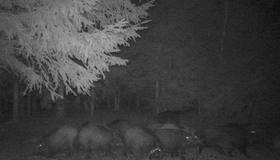 Семьи диких кабанчиков строят из мха, веток и хвои уютные лежбища для отдыха в заказниках Ленобласти.