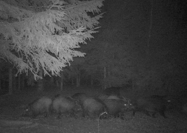 Семьи диких кабанчиков строят из мха, веток и хвои уютные лежбища для отдыха в заказниках Ленобласти.