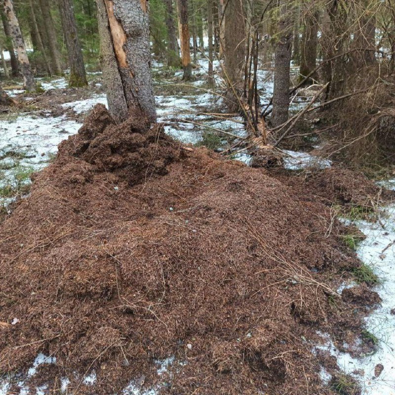 Семьи диких кабанчиков строят из мха, веток и хвои уютные лежбища для отдыха в заказниках Ленобласти.
