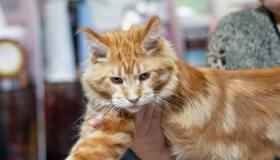 Фестиваль породистых животных «ЛапЛандия» 