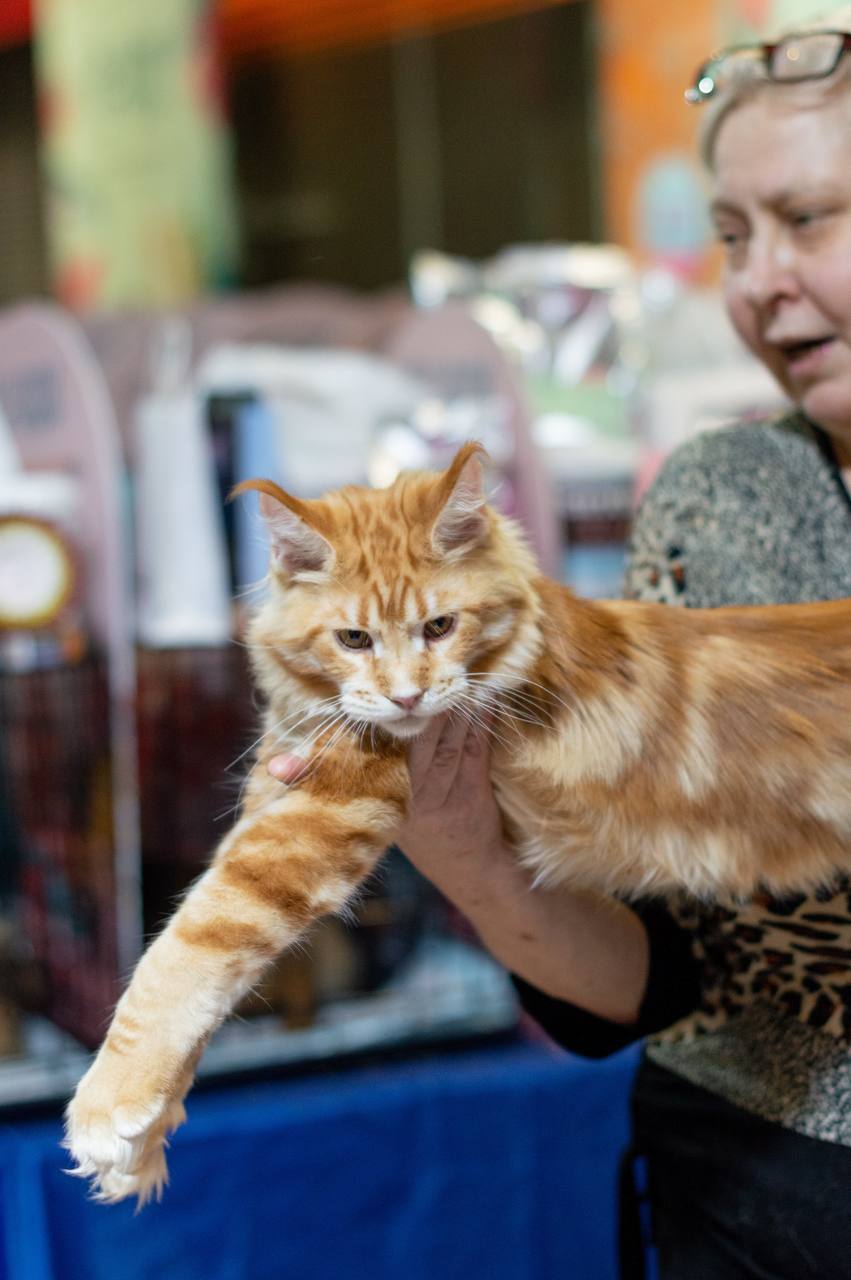 Фестиваль породистых животных «ЛапЛандия» 