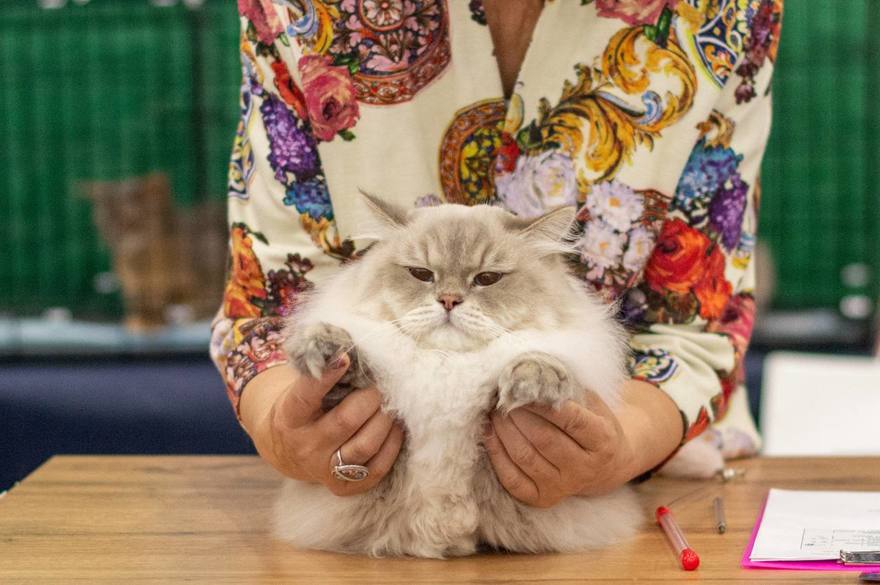 Фестиваль породистых животных «ЛапЛандия» 