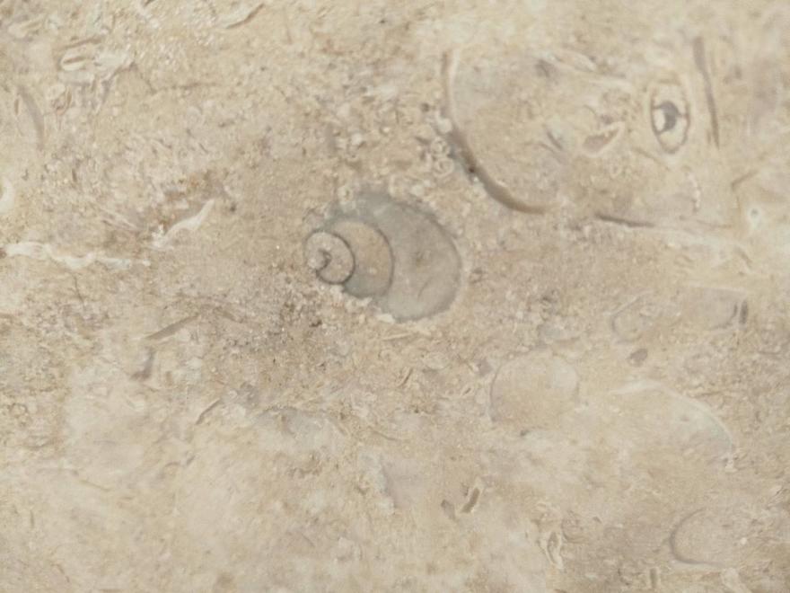 Древних моллюсков нашёл палеонтолог на станции метро «Горный институт»