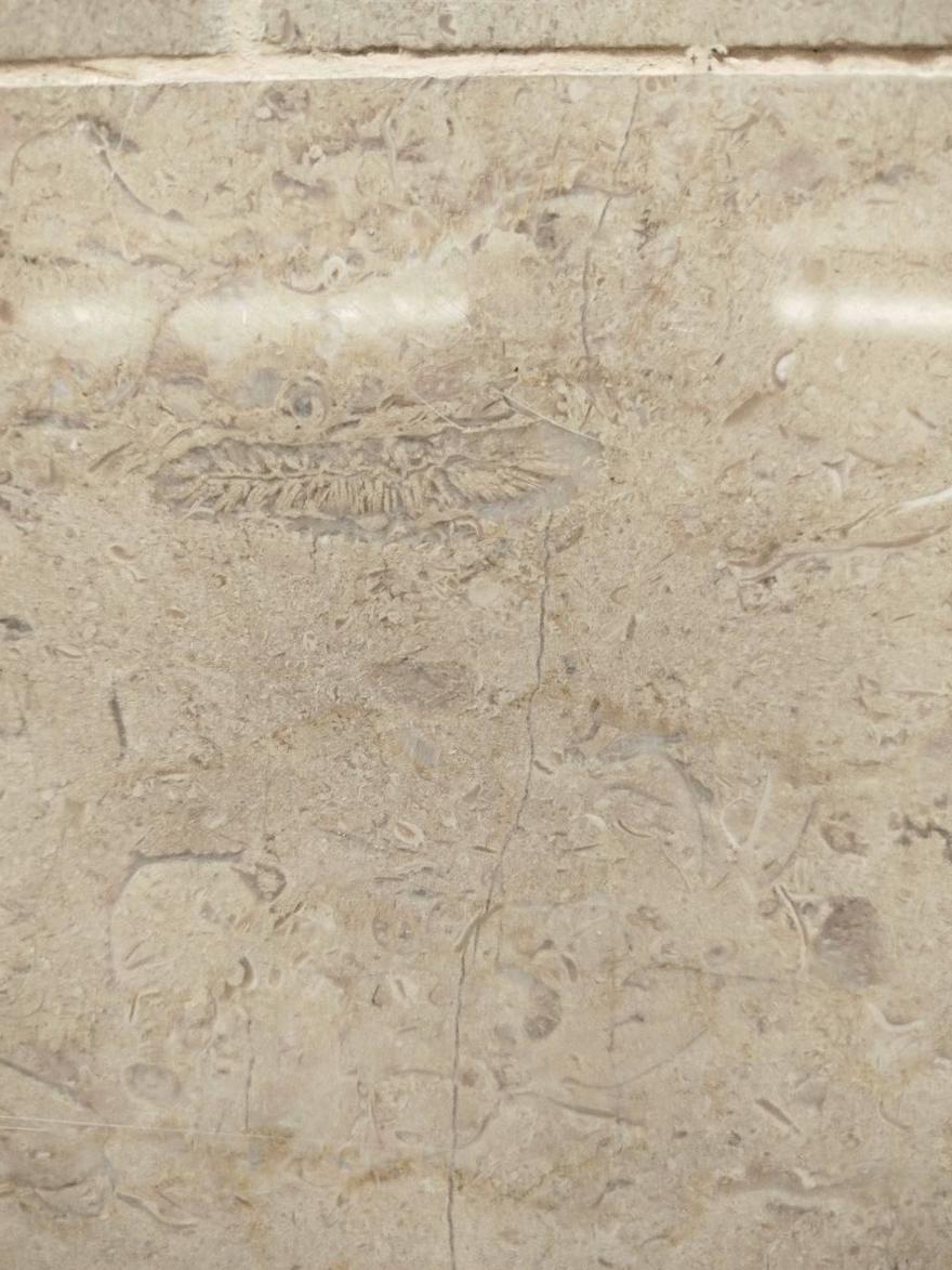 Древних моллюсков нашёл палеонтолог на станции метро «Горный институт»