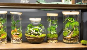 Магазин флорариумов Neo Pure