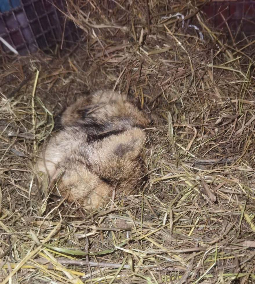 Весна задержится: сурок Филимон из Ленобласти предсказал, что тёплых дней не стоит ждать ещё как минимум шесть недель