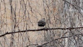 В России с 7 по 15 февраля пройдёт всероссийская перепись воробьёв