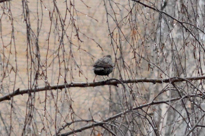 В России с 7 по 15 февраля пройдёт всероссийская перепись воробьёв