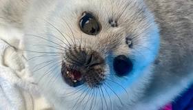 Финский залив и Ладога снова замёрзли — нерпы могут размножаться