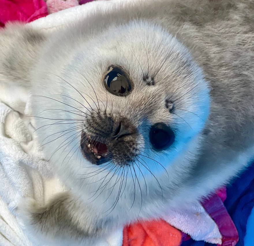 Финский залив и Ладога снова замёрзли — нерпы могут размножаться