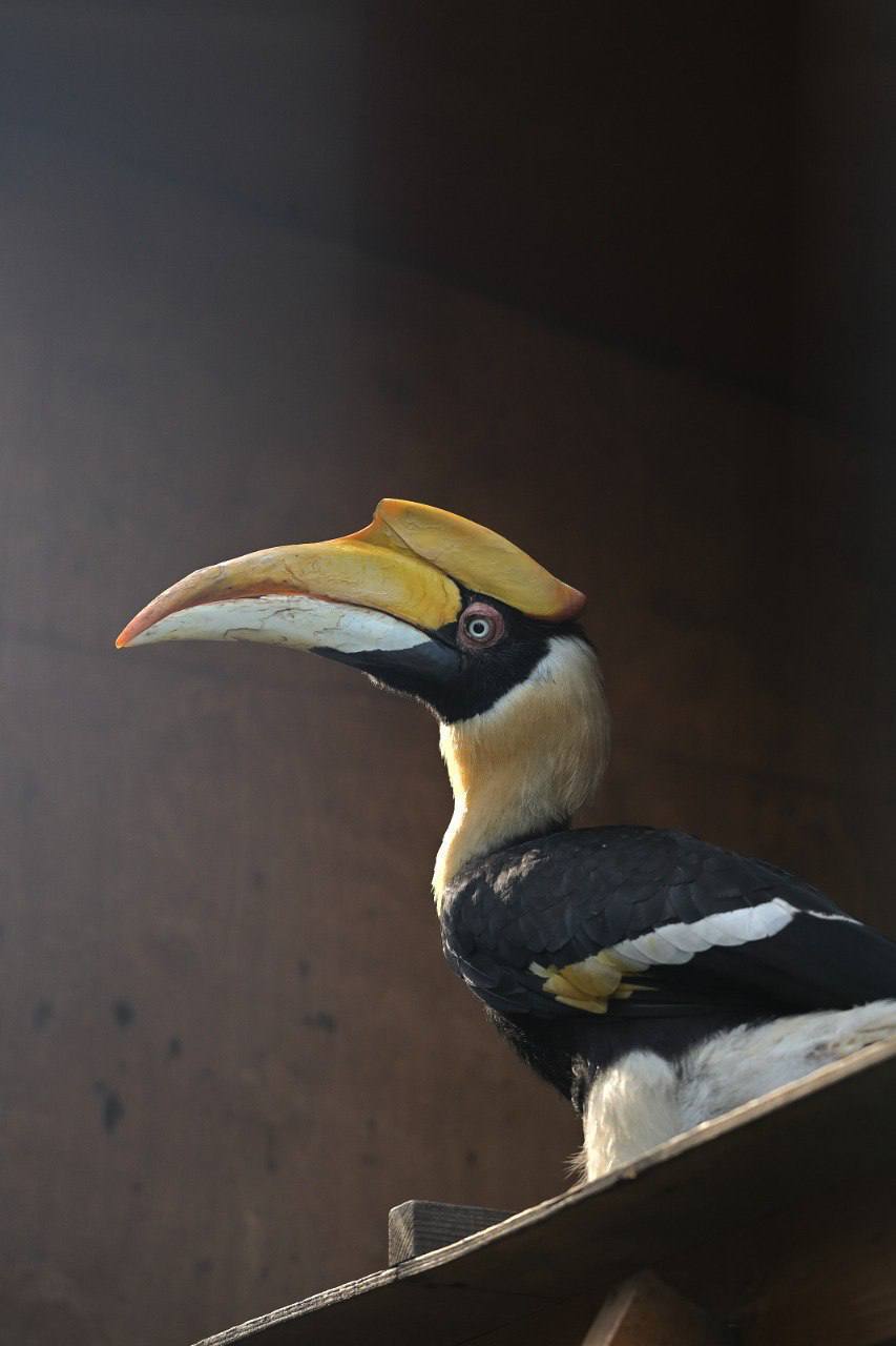 Манул Шу и калао Шанти были признаны наиболее популярными животными среди посетителей Ленинградского зоопарка в прошлом году