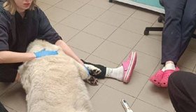 В Красном Селе спасли пса по кличке Пельмень