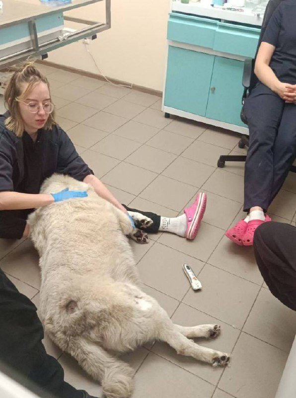 В Красном Селе спасли пса по кличке Пельмень