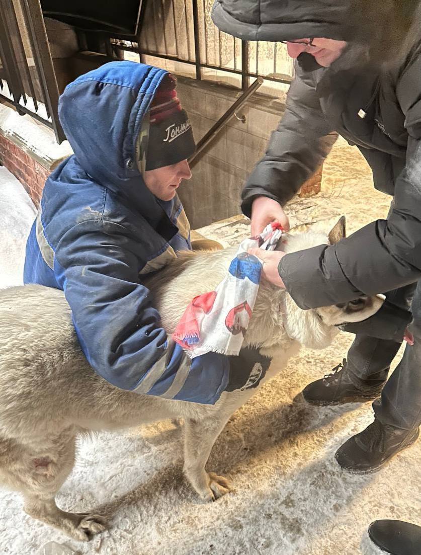 В Красном Селе спасли пса по кличке Пельмень