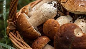 Тихая охота 2026: будет ли рекордный грибной сезон в Петербурге?