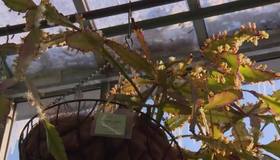 В Ботаническом саду распустился рипсалис Криспата — редкий кактус, происходящий из влажных бразильских лесов