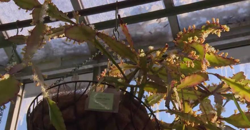 В Ботаническом саду распустился рипсалис Криспата — редкий кактус, происходящий из влажных бразильских лесов