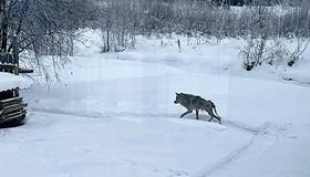 В Тихвинском районе пенсионерка укрыла в своём сарае истощённого волка, спасая его от охотников