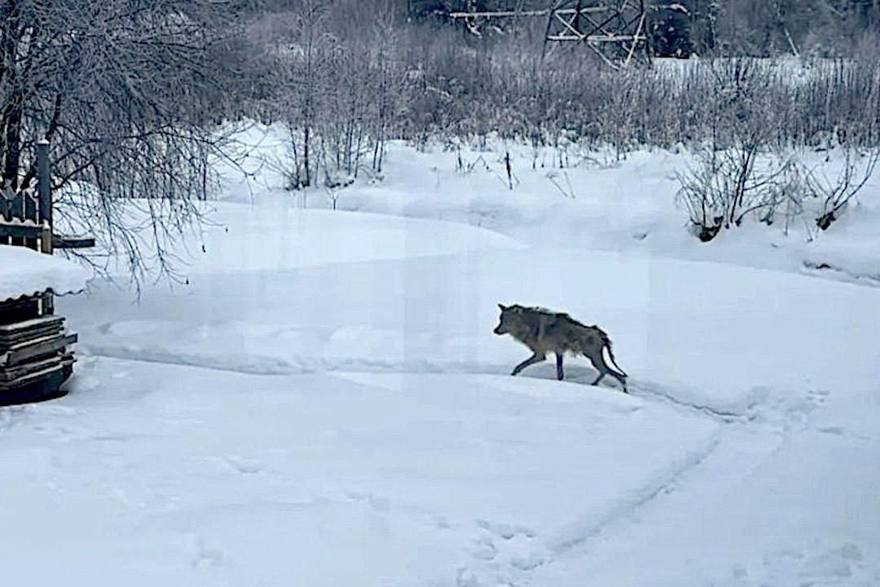 В Тихвинском районе пенсионерка укрыла в своём сарае истощённого волка, спасая его от охотников