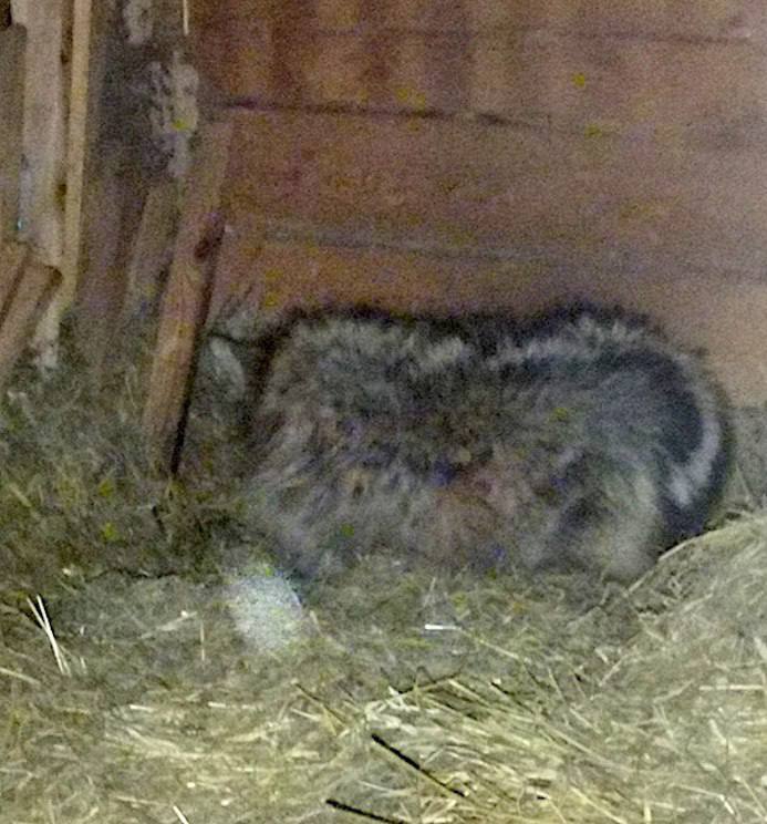 В Тихвинском районе пенсионерка укрыла в своём сарае истощённого волка, спасая его от охотников