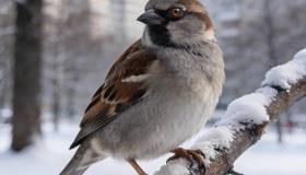 ⬛В России обитает 44 млн воробьёв — это официальная оценка орнитологов МГУ после Всероссийской переписи птиц.