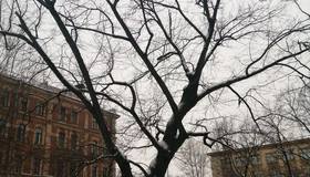 Вековой дуб хотят срубить в Ораниенбаумском саду. 