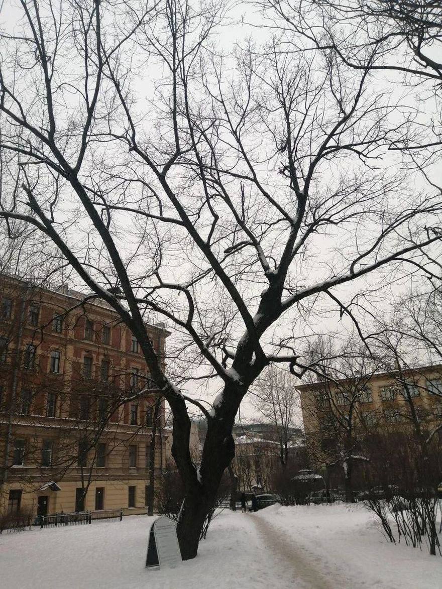 Вековой дуб хотят срубить в Ораниенбаумском саду. 