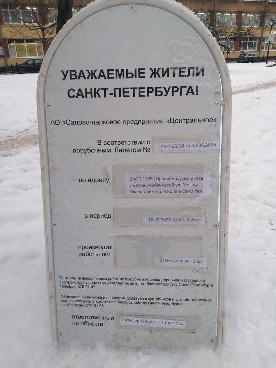 Вековой дуб хотят срубить в Ораниенбаумском саду. 