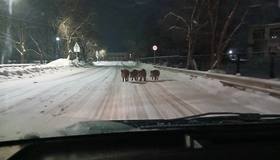 Ночью в селе Русско-Высоцкое Ломоносовского района заметили стаю кабанов.  