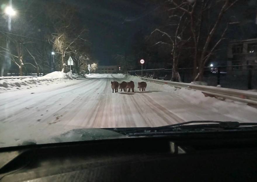 Ночью в селе Русско-Высоцкое Ломоносовского района заметили стаю кабанов.  