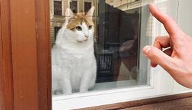 Эрмитажная кошка Анжелина отметила 10 лет службы в Капелле