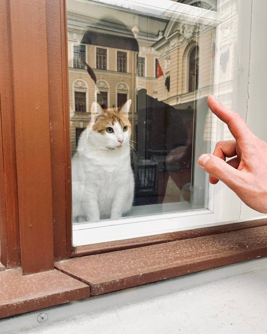 Эрмитажная кошка Анжелина отметила 10 лет службы в Капелле