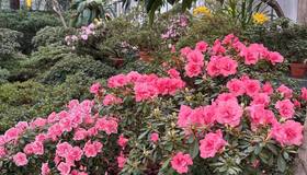 В Ботаническом саду уже чувствуется весна — распустились камелии, азалии и ароматные цитрусовые.