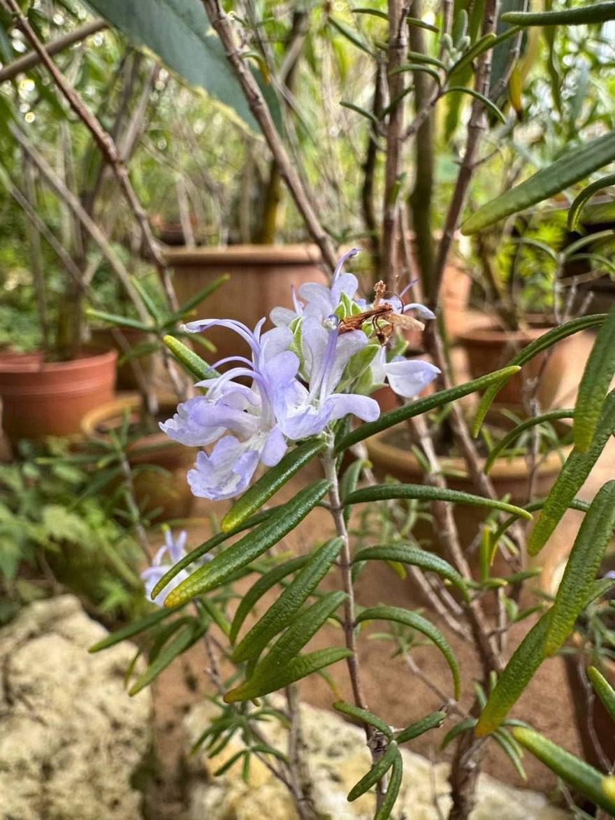 В Ботаническом саду уже чувствуется весна — распустились камелии, азалии и ароматные цитрусовые.