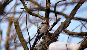 В Сосновке заметили малого пёстрого дятла — редкого гостя из Красной книги Петербурга  