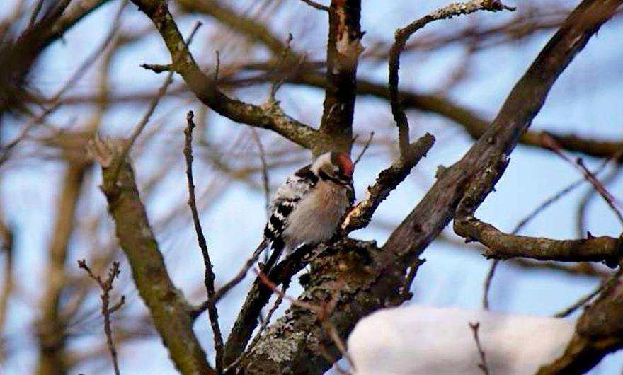 В Сосновке заметили малого пёстрого дятла — редкого гостя из Красной книги Петербурга  