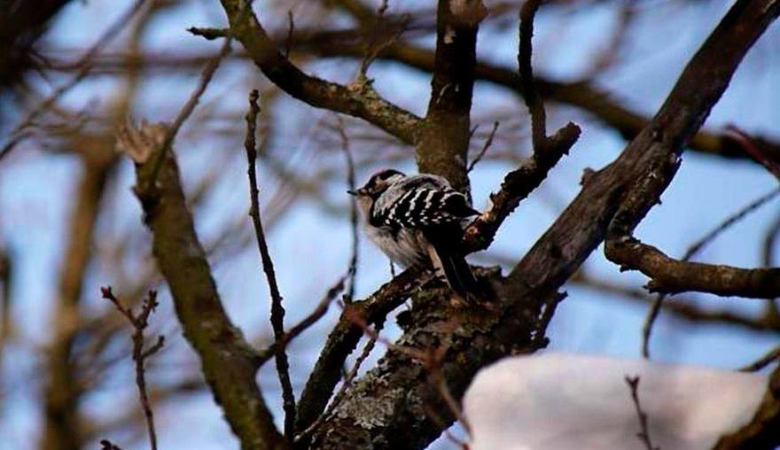 В Сосновке заметили малого пёстрого дятла — редкого гостя из Красной книги Петербурга  