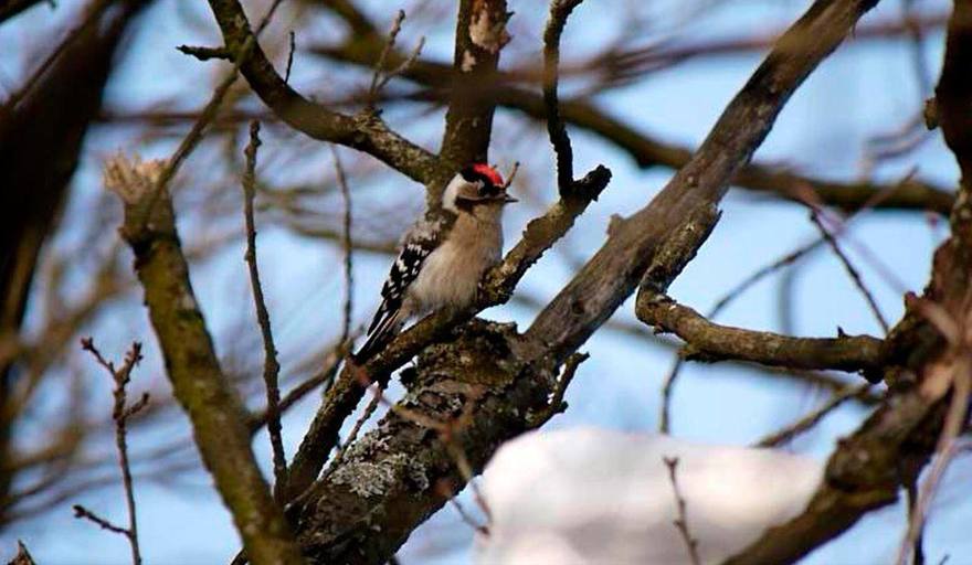 В Сосновке заметили малого пёстрого дятла — редкого гостя из Красной книги Петербурга  