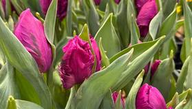 Ботаническом саду Петра Великого открывается фестиваль сирени и тюльпанов «Оттепель чувств»